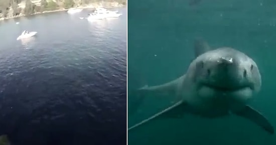 Denize Atlayınca Köpek Balığıyla Karşı Karşıya Kalmak