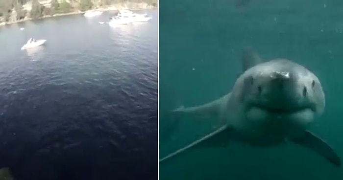 Denize Atlayınca Köpek Balığıyla Karşı Karşıya Kalmak