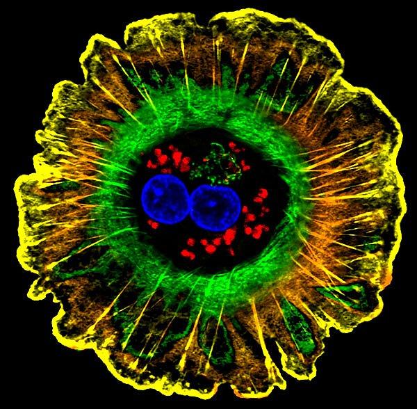 Levin'in anthrobotlar üzerine yaptığı çalışmalar, insan hücrelerinin "morfoalanı"na yeni bir bakış açısı sunmakta.