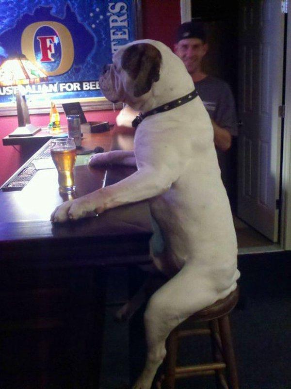 1. Barda birasını ısmarlamış kendi başına içen bu köpek.
