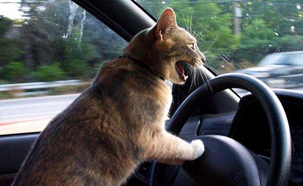 4. Sağa sola, kadın şoförlere sinirlenip küfreden bu kedi.