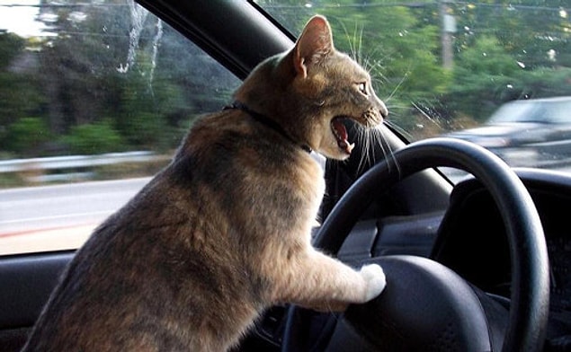 4. Sağa sola, kadın şoförlere sinirlenip küfreden bu kedi.