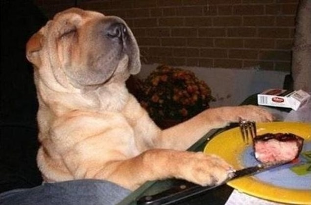 9. Bifteğini fazla pişirdiğiniz için hiç memnun kalmayan bu gurme köpek.