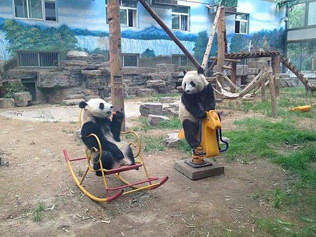 15. Okul sonrası parkta oynayan iki panda.