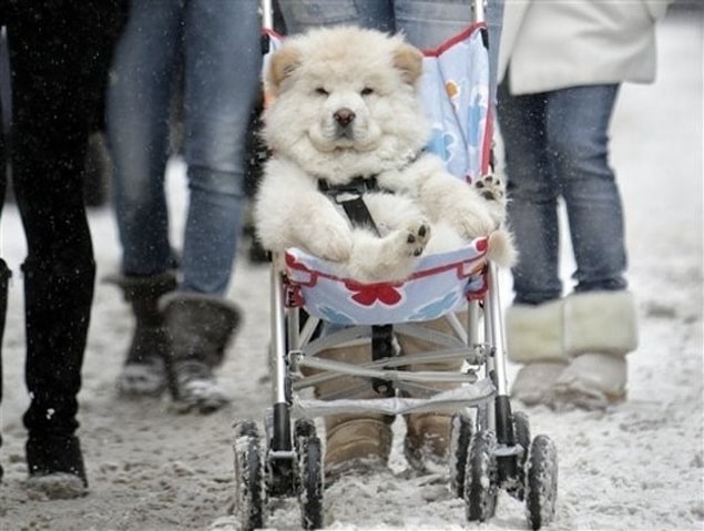 16. Bu şımarık küçük şehir turu atan köpek.