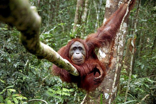 7. Java, Endonezya'da bir orangutan.