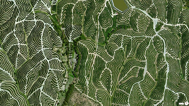 Huelva, İspanya tepelerinde üzüm bağları. 37 ° 42’12 «N 6 ° 36’10″ W