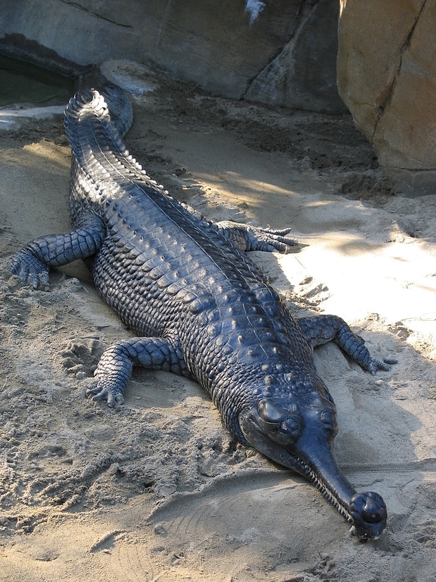 6. Hint Gharial Timsahı