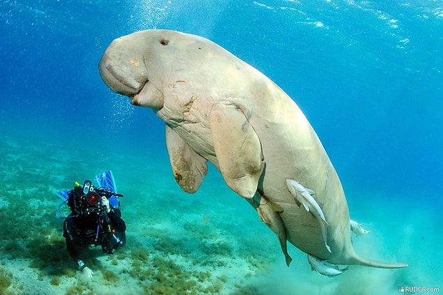 8. Dugong