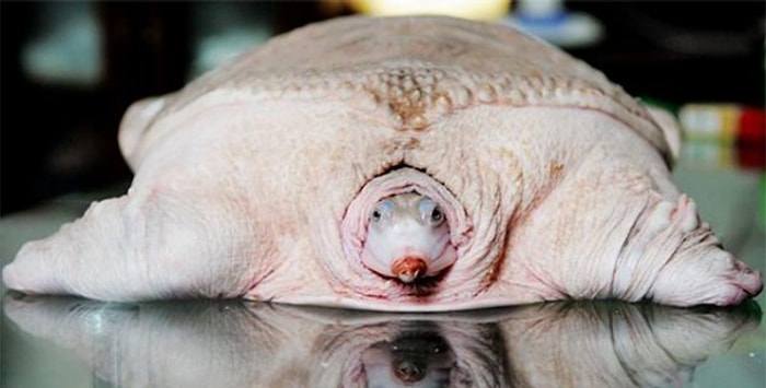 Dünyanın en garip görünümlü hayvanları