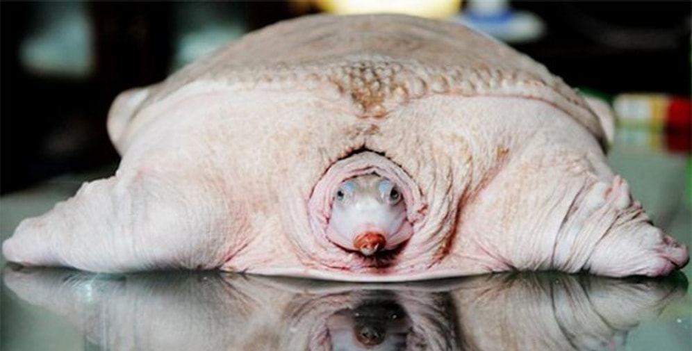 Dünyanın en garip görünümlü hayvanları