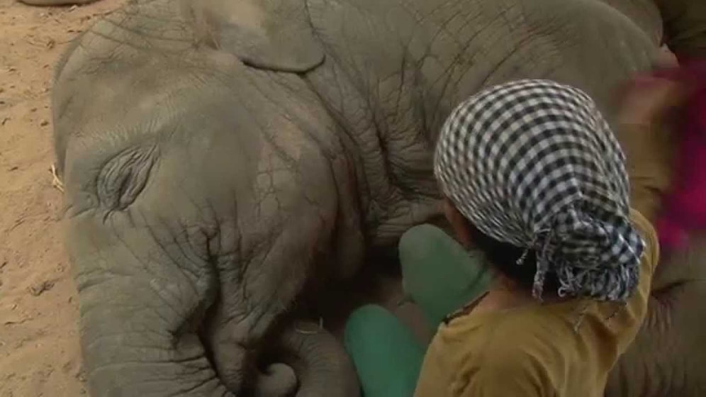 Ninni Söyleyerek Fili Uyutan Kadın