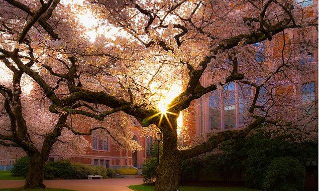 17. Washington Üniversitesi, ABD