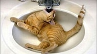 Lavabolar İle Tuhaf İlişkileri Olan 25 Şapşik Kedi