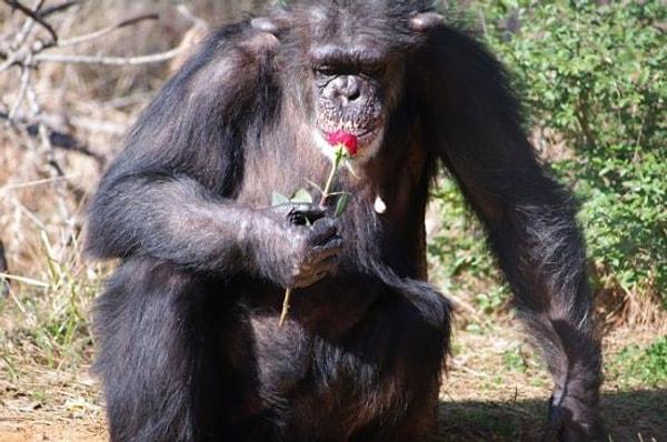 Doğum kontrol hapları şempanzelerde de işe yarar