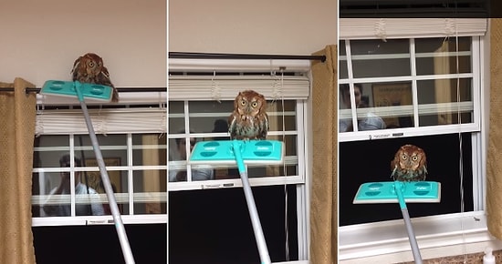 Eve Giren Baykuş Dışarı Nasıl Çıkartılır?