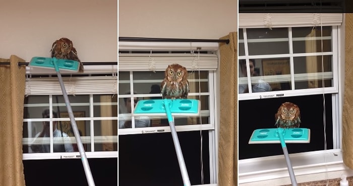 Eve Giren Baykuş Dışarı Nasıl Çıkartılır?