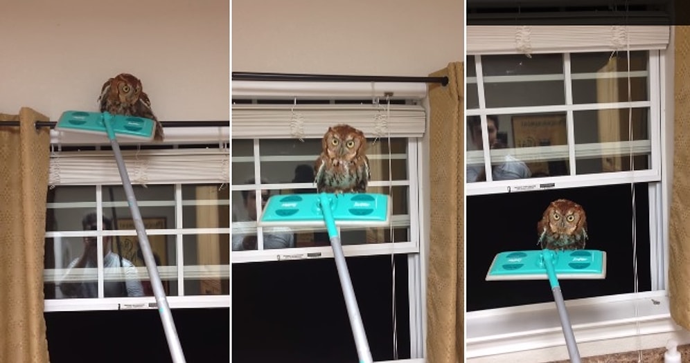 Eve Giren Baykuş Dışarı Nasıl Çıkartılır?