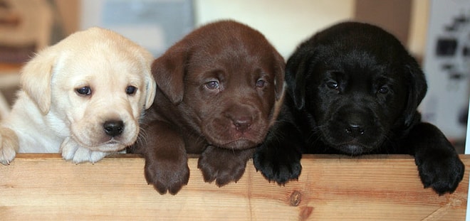 15 Maddede Labrador Retriever