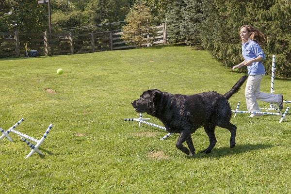 10. Labrador Retriever çalışmayı seven enerjik bir köpektir. Bol egzersize gereksinimi vardır.