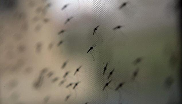 9. Evin tavanına sığınan sivrisinekleri hiç beklemedikleri anda kolayca gafil avlamanın verdiği mutluluk