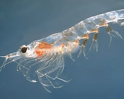 Krill Oil