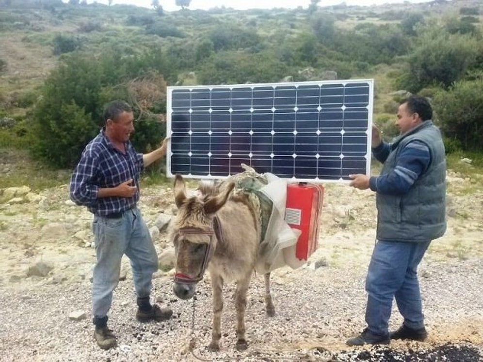 İzmir'de Eşek Sırtında Elektrik Ürettiler