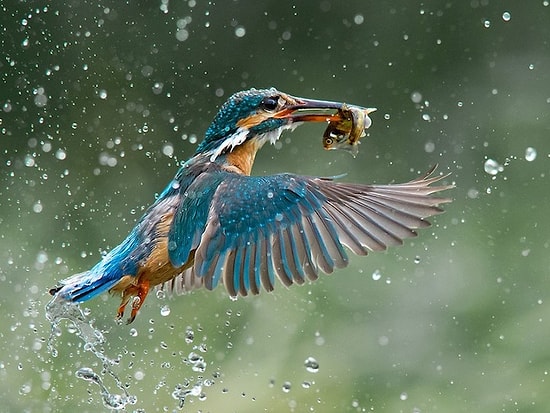 2014 B&H Vahşi Yaşam Temalı Fotoğraf Yarışması Kazananları