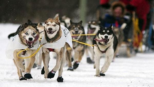 7) Alaska'daki köpek yarışına katılın
