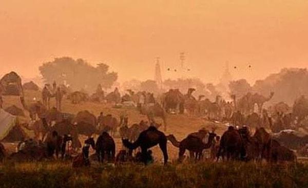 42) Hindistan'daki deve yarışlarını izleyin