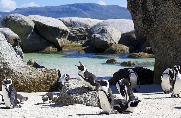 11. Penguenlerle beraber yüzebileceğiniz, Cape Town Güney Afrika.