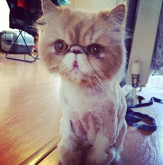 Kuaförlerle İlgili Sizinle Aynı Korkuları Yaşayan 16 Kedi