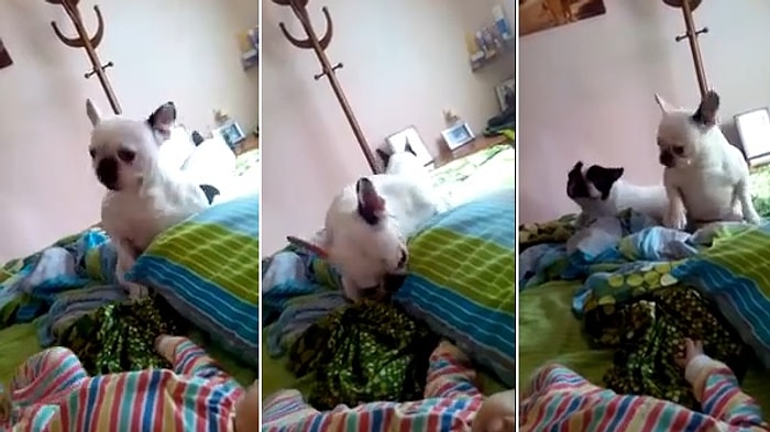 Bebekle Dans Eden Köpek