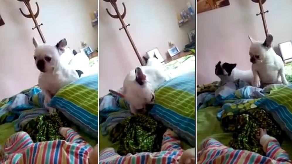 Bebekle Dans Eden Köpek