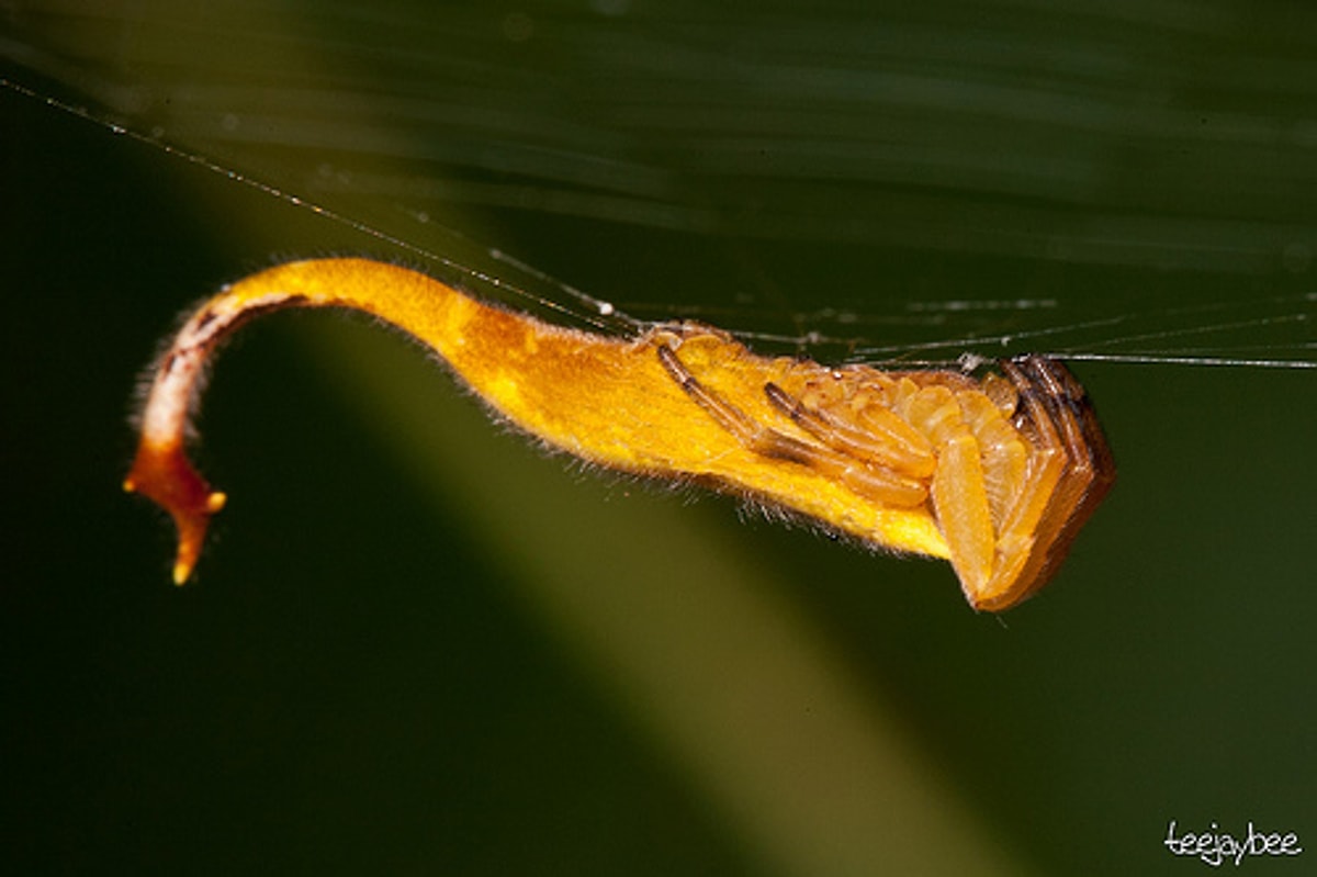 Scorpion tail. Arachnura higginsi. Скорпионохвостый паук. Паук с хвостом. Паук с хвостом скорпиона.