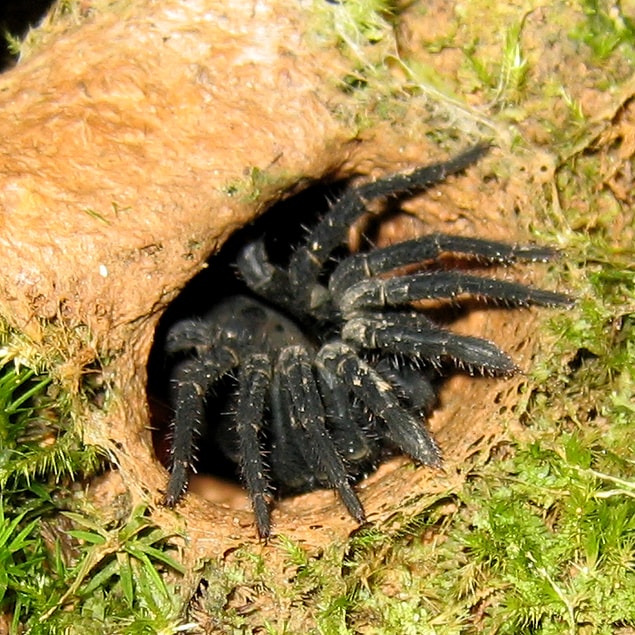 10. Ctenizidae