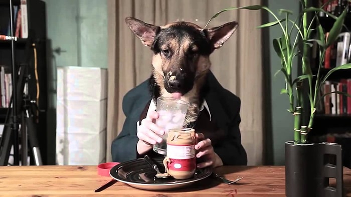 Köpek mi ? İnsan mı? Hayretler İçinde İzleyecek, Gülmekten Bayılacaksınız