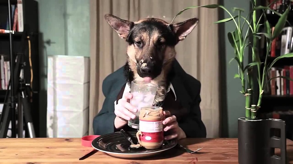 Köpek mi ? İnsan mı? Hayretler İçinde İzleyecek, Gülmekten Bayılacaksınız