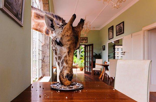 18. Giraffe Manor, Nairobi