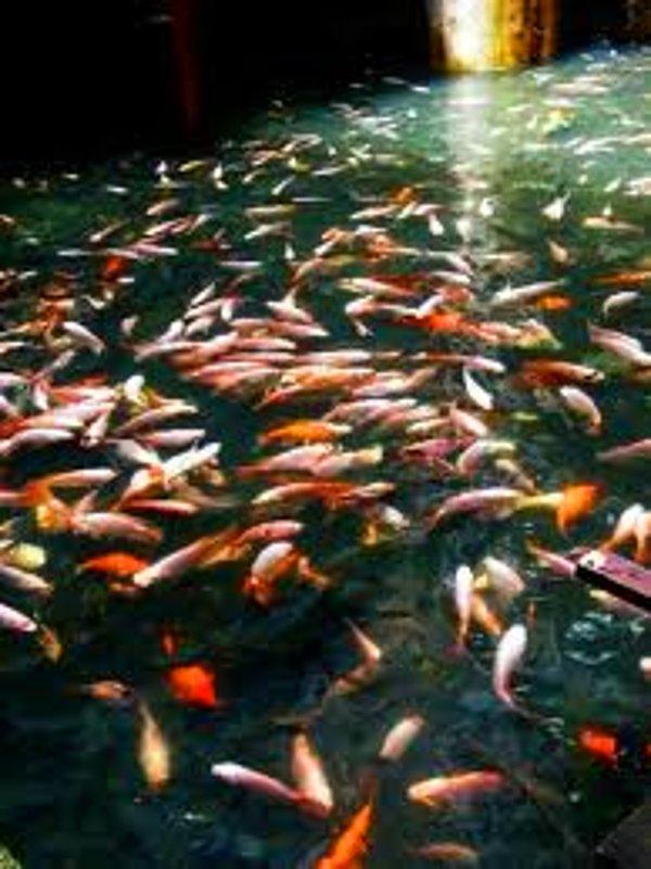 Balıkların nüfusu hızla artarak kendi yaşam alanlarını oluşturmuşlar