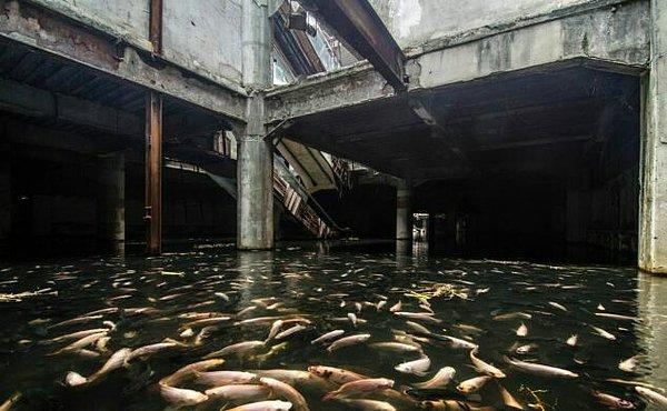 Binlerce balık yaşıyor