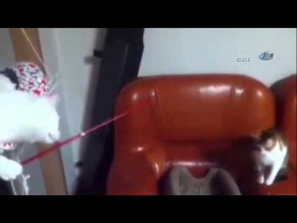Kedi Kediyi Oltaya Getirdi