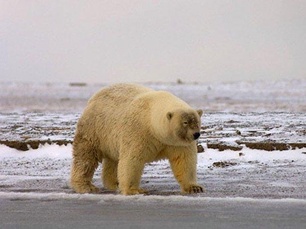 2. Bozayı (Grizzly Bear) ve Kutupayısından (Polar Bear) meydana gelen "Grolar Ayısı"