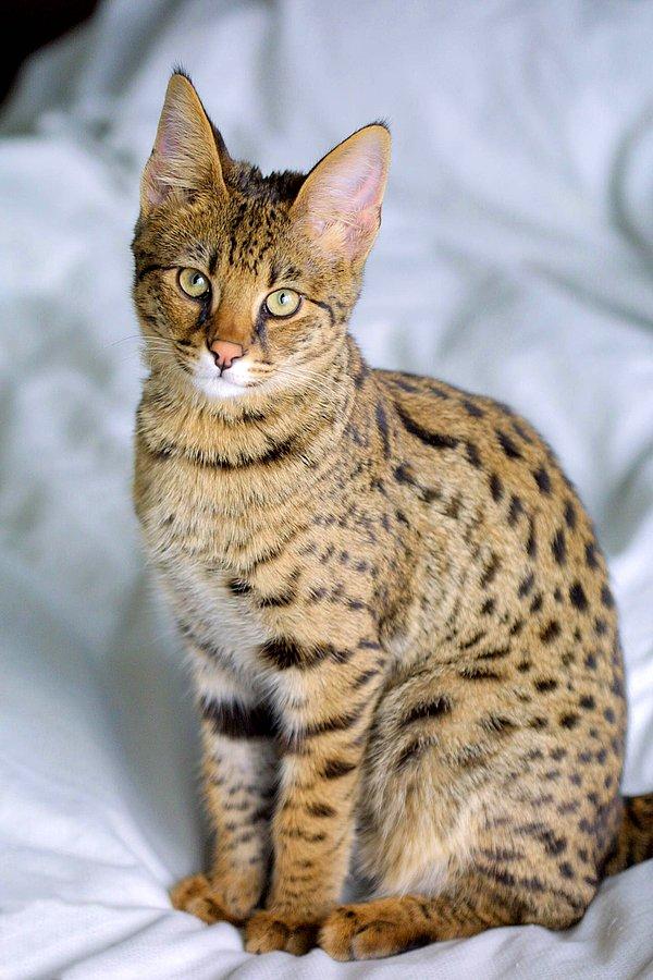 5. Yabani (Serval) Kedi ve Evcil (Domestic) Kedilerden meydana gelen "Savannah Kedisi"