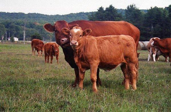 7. Evcil Sığır (Domestic Cattle) ve Amerikan Bizonundan (American Bison) meydana gelen "Beefalo"