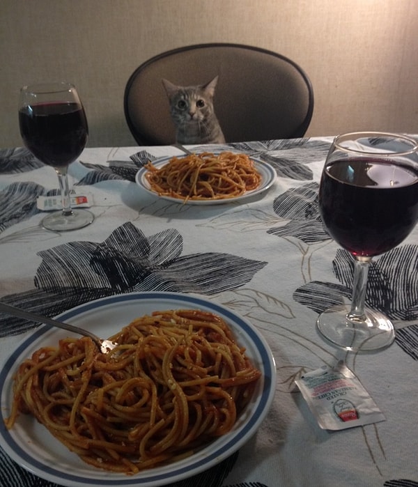 3. Кошки - идеальные товарищи.