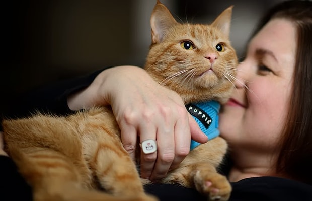 Herkesin Hayatinda Bir Kediye Sahip Olmasi Gerektiginin 25 Sihirli Kaniti