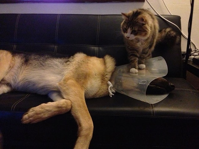 6. Kedi sahipleri daha açık görüşlü, hassas ve asi.