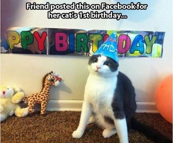 14. Кошки - это бальзам для социальности