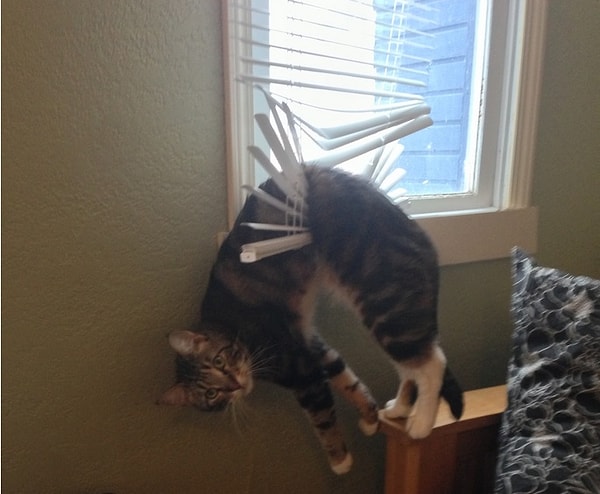 21. Кошки снижают стресс.